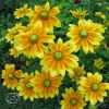 Rudbeckia Prairie Sun